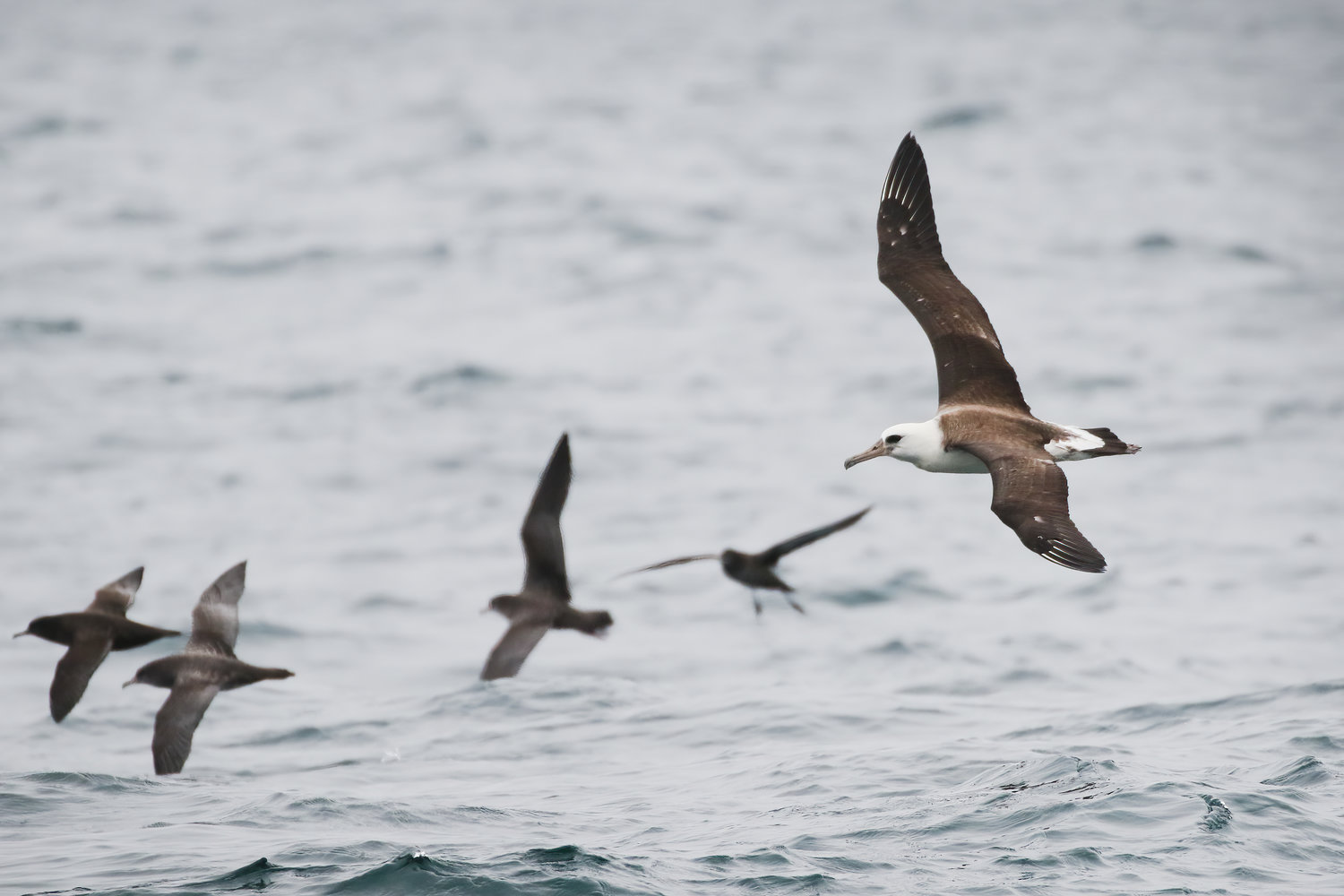A Laysan albatross in the foreground (Phoebastria immutabilis) flying with sooty shearwater (Ardenna grisea).